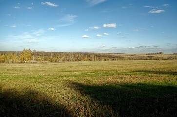 Fototapeta na wymiar Cut wheat field on a clear day
