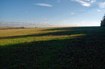 Fototapeta na wymiar Cut wheat field on a clear day