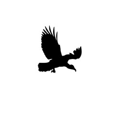 A flying vulture vector illustration black and white | Vulture Silhouette svg