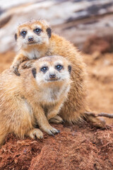 A group of cute meerkats. Meerkat Family are sunbathing.