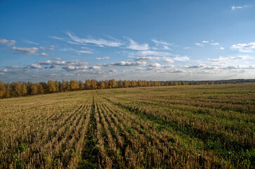Cut wheat field on a clear day
