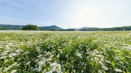 Chamomile field panorama. White daisy flowers in large field of lush green grass at sunset. Chamomile flowers field. Nature, flowers, spring, biology, fauna concept