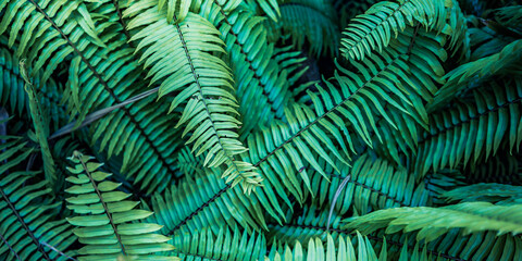 Beautiful fern leaves green texture in nature. Natural plants lush foliage blurred background....