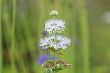 White variety of Caryopteris incana -Caryopteris incana f. candida Hara