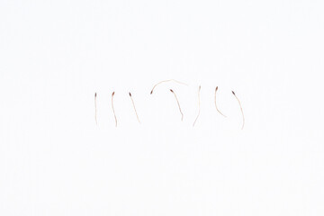 flower seeds on white background. Pulsatilla koreana