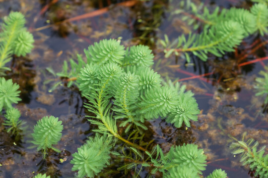 An unusually shaped aquatic plant found in a pond. parrot's-feather, parrot feather watermilfoil,  Myriophyllum aquaticum