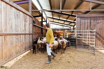 Woman walking on front of flock of sheep in paddock on farm