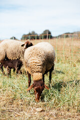 Sheep grazing on farmland in countryside