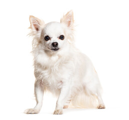 Standing Chihuahua looking at the camera, isolated on white