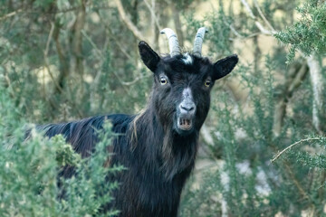 Wild scottish mountain goat in remote Scotland