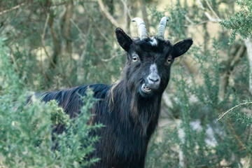 Wild scottish mountain goat in remote Scotland