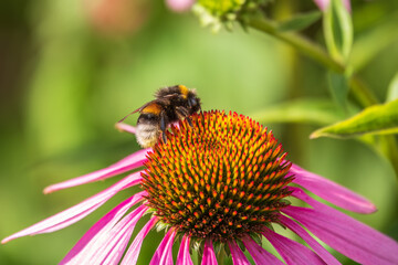 A closeup shot of a bee collecting pollen on a purple echinacea flower