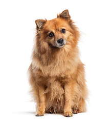 Mongrel dog looking at camera, Isolated on white