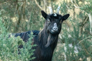 Wild scottish mountain goat in remote Scotland