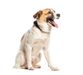 Happy Mongrel wearing a dog collar, Isolated on white