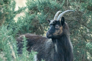 Wild scottish mountain goat in remote Scotland