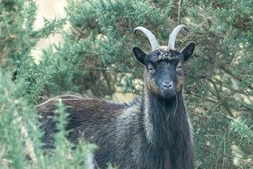 Wild scottish mountain goat in remote Scotland