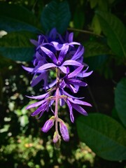 Close-up Of A Purple Flower With Green Leaves.