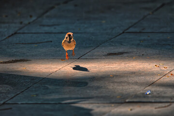 Little bird dancing in sunlight