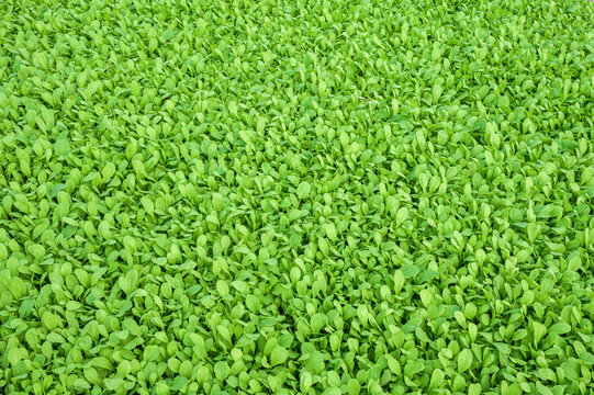 Background image with green vegetable