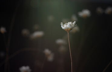 A beautiful flower called live-forever. Nature. Beauty.