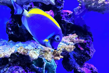 Blue Tang Fish freshwater undersea in aquarium.