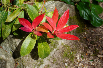 garden plant with flowering red leaves during spring season. red and green plant leaves 