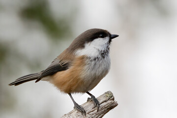 Siberian tit