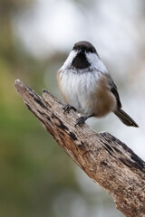 Siberian tit