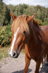free roaming wild horse in the New Forest National Park, England. cute brown horse in natural habitat