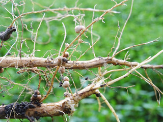 Nitrogen-fixing bacteria on legume roots close-up in natural conditions