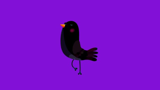 Ouzel bird black cartoon animation character isolated one step move. Blinking eyes, opening bill, seamless loop behaviour.