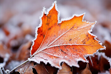 Naklejka na ściany i meble Autumn leaves covered with hoarfrost, shallow depth of field