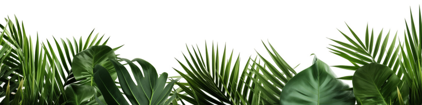 Tropical green leaf frame on white background.