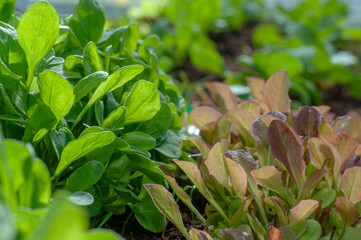 Lettuce (Lactuca sativa). Green and red lettuce varieties planted in greenhouse. Leaf vegetable.