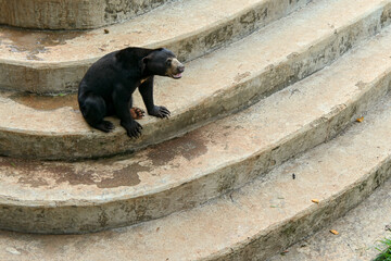 Sun Bear (Helarctos malayanus) was seen at the Ragunan Zoo in Jakarta. This animal is a rare animal...