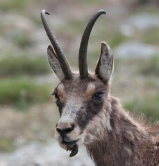 This image captures the essence of wildlife in Zermatt, featuring a striking portrait of a wild Chamois