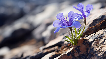 Delicate flower in bloom growing on harsh tundra