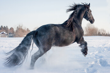 Portrait of running in the snow black friesian stallion.