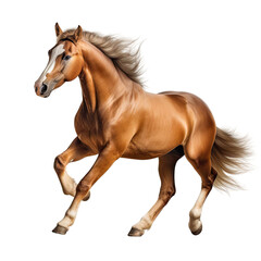 Elegant horse in running pose on PNG transparent background