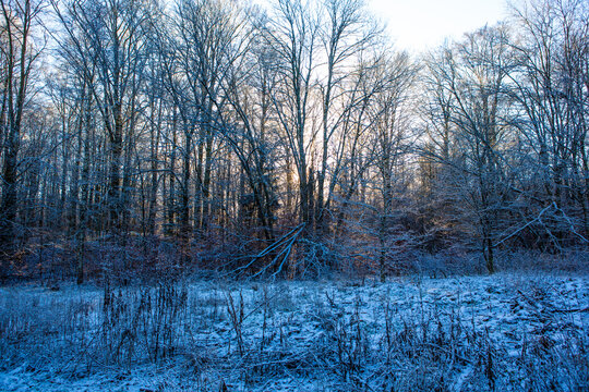 Sun shining through winter in forest in Scania, south Sweden