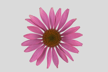 Purpur-Sonnenhut (Echinacea purpurea), Blüte