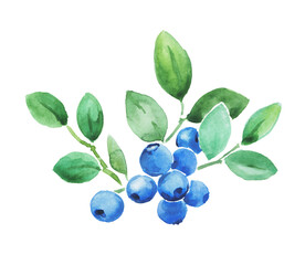 Blueberries, berry, watercolor berries, blueberry illustration , blueberry branch , food...