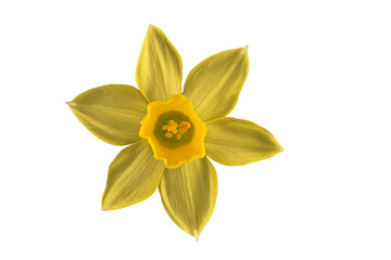  Gelbe Narzisse (Narcissus pseudonarcissus) , Blüte