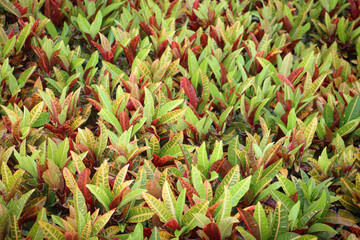 Obraz premium red and green leaves at the garden