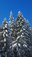 Winter fir wood - 703246561