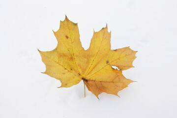 Yellow leaf litter on snow in winter.