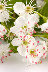 Hawthorn (Crataegus monogyna) flowers isolated on white background