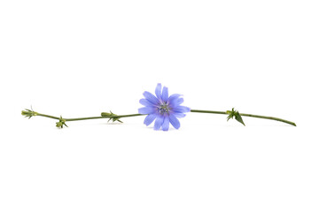 Cichorium intybus - common chicory flowers isolated on white background. Flowers of chicory for...
