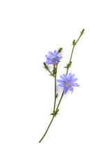Naklejka na ściany i meble Cichorium intybus - common chicory flowers isolated on white background. Flowers of chicory for package design.